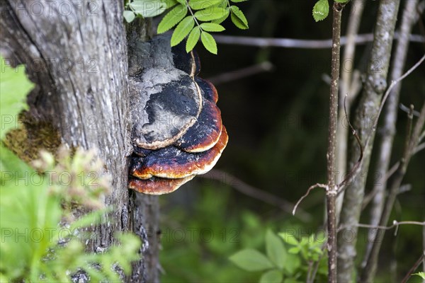 Red banded polypore