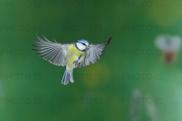 Blue Tit