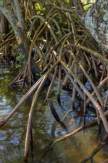 Roots and aquatic vegetation typical of common mangroves in Brazil's tropical ecosystem