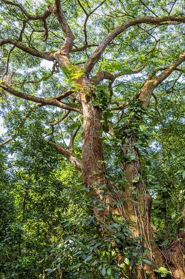 Tree trunk with many bromeliads and other parasites in the preserved rainforest of Rio de Janeiro