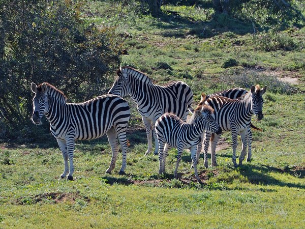 Plains zebra