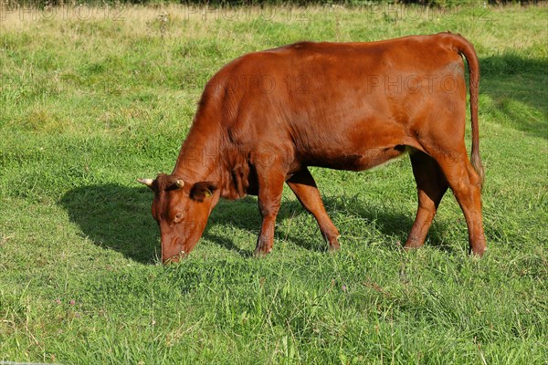 Domestic cattle