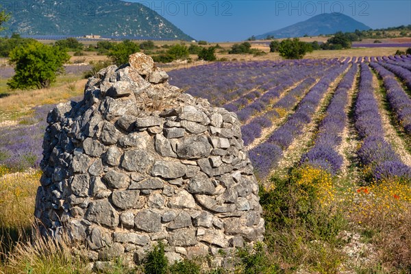 Borie in a lavender field in Provence. Vaucluse