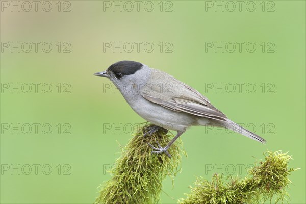 Blackcap