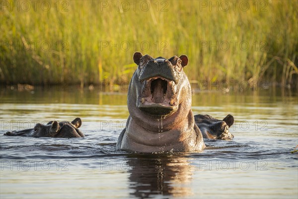 Hippo