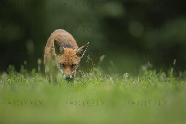 Red fox