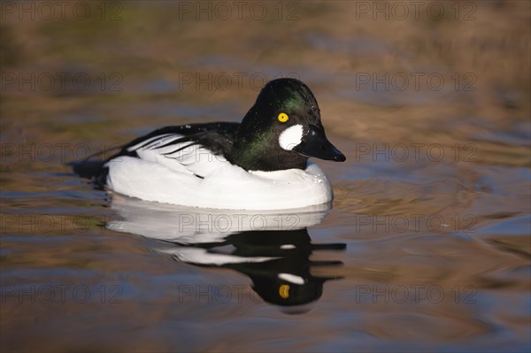 Goldeneye adult male duck