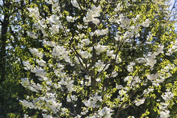 Blossoming cherry tree