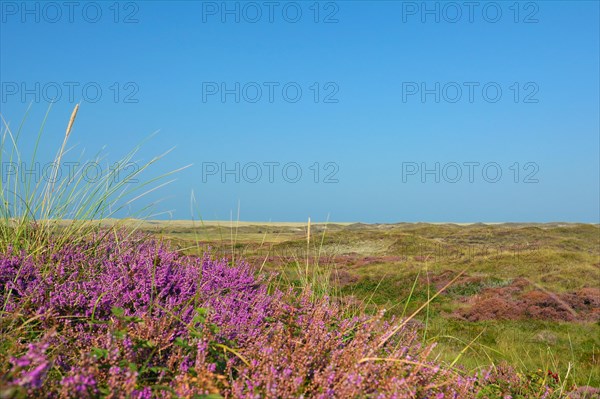 Purple blooming heather 'Calluna vulgaris' plants in nature reserve called 'bollekamer' on island Texel in the Netherlands