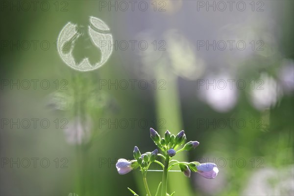 Meadowfoam in spring