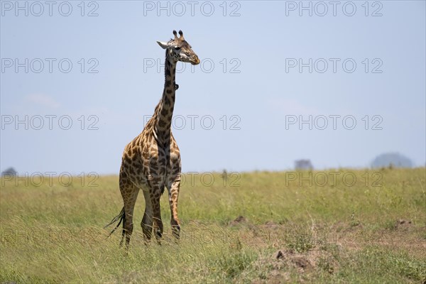 Masai giraffe