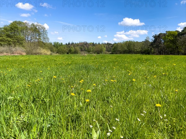 Tall grass of spring meadow