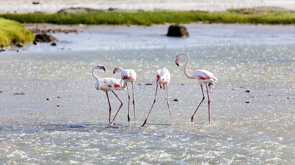 Flamingos