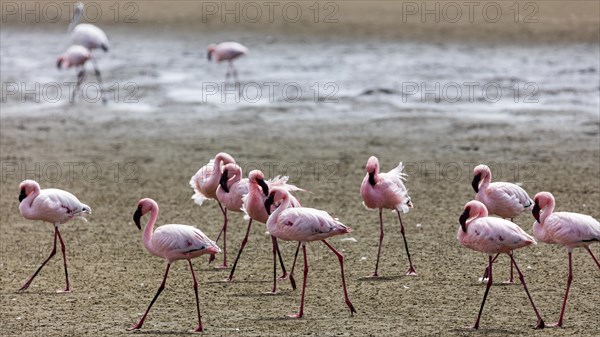 Greater flamingo