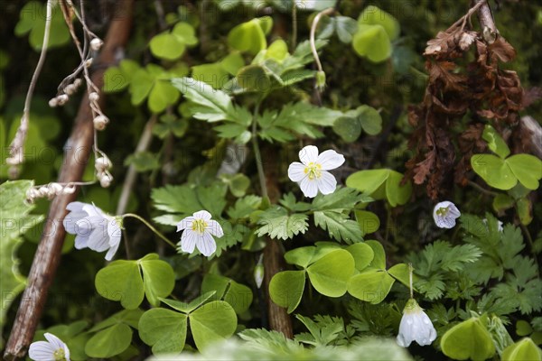 Common wood sorrel