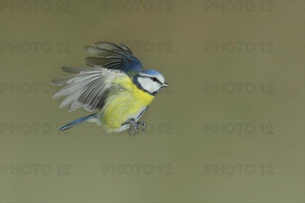 Blue Tit