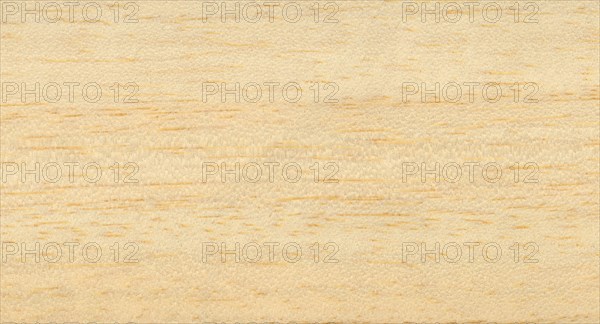 Light brown ayous samba wood texture background