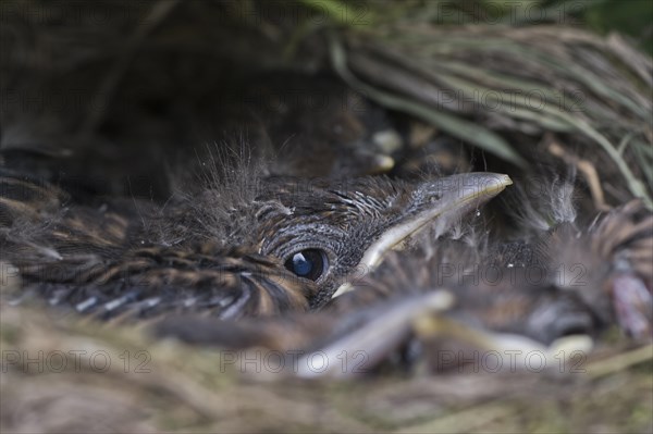 Young blackbirds