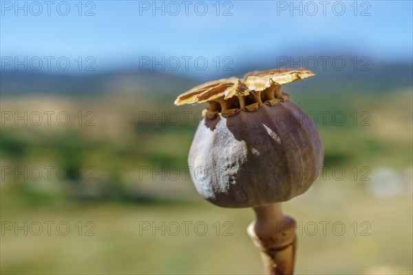 Close-up of an opium poppy