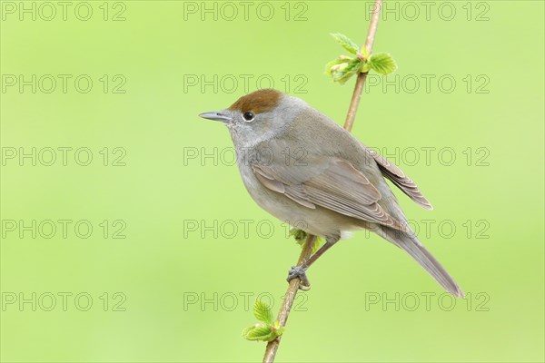 Blackcap