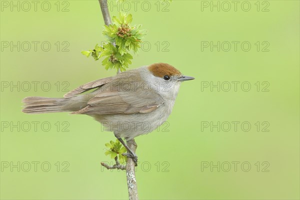 Blackcap