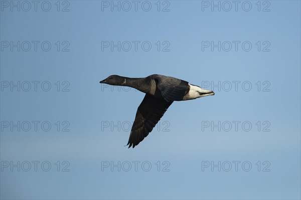 Brent goose