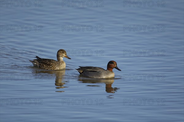 Common teal