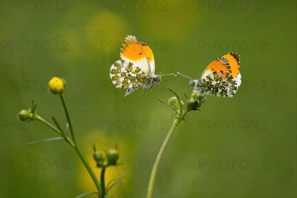 Two orange tip