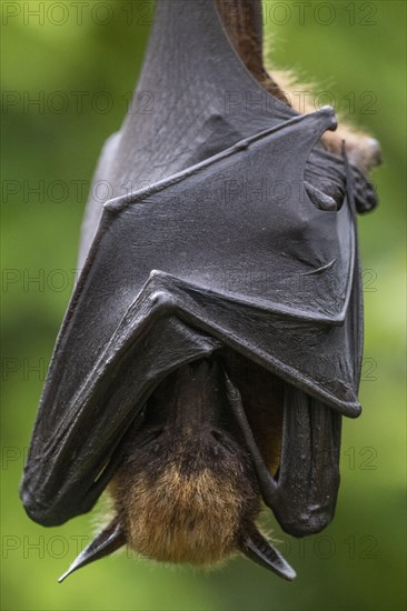 Indian flying fox