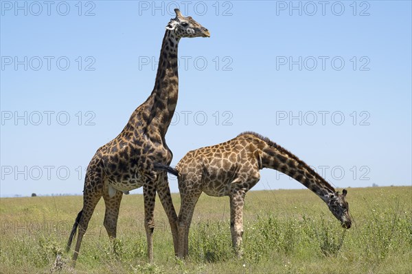 Masai giraffe