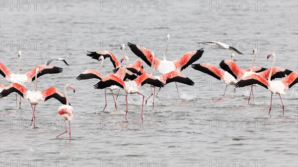 Flamingos