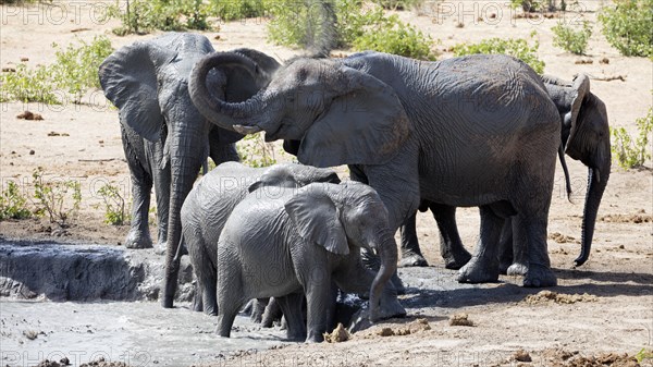 African elephants