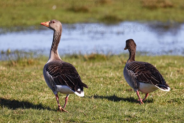 Greylag geese