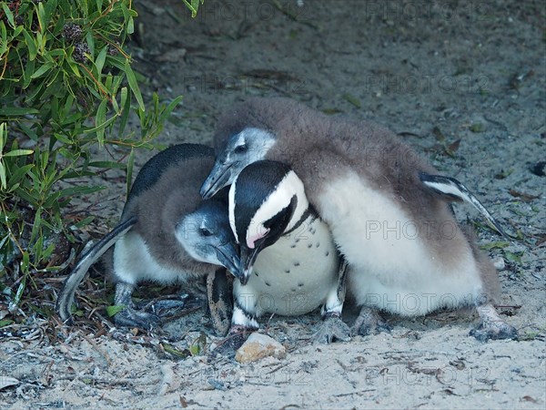 A african penguin