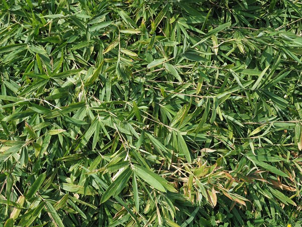 Green bamboo leaves texture background