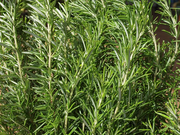 Rosemary