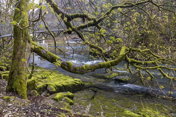 Broken branch full of moss in front of rapids