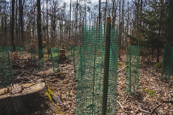 Young pine seedlings with tree guard during afforestation