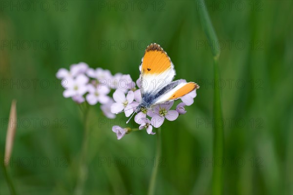 Orange tip