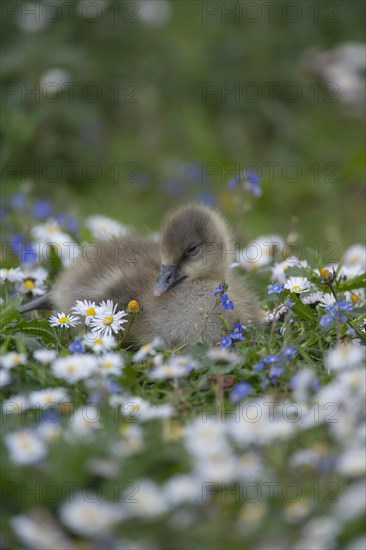 Greylag goose