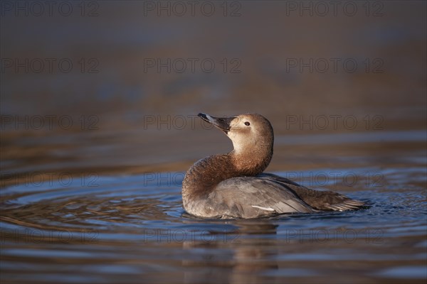 Common pochard