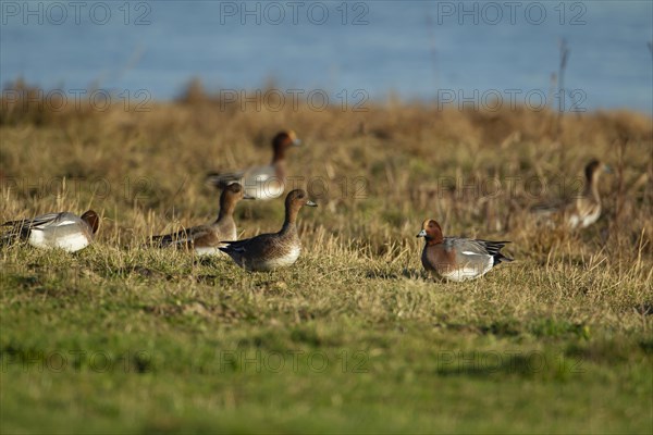 Eurasian wigeon