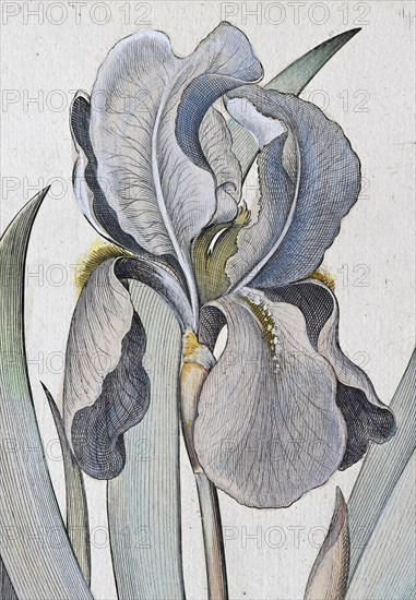 Irises