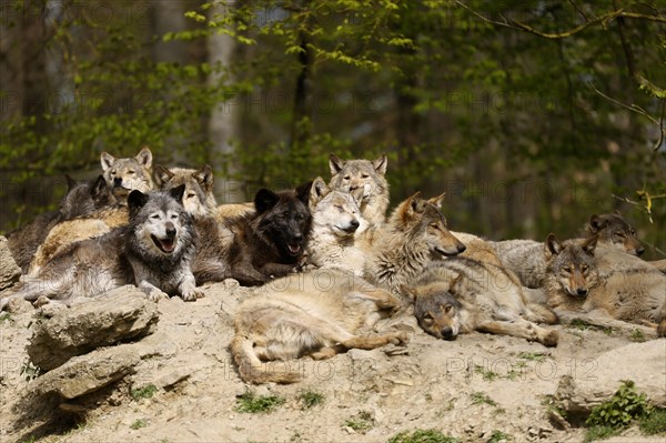 Algonquin wolf