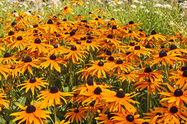 Orange coneflower