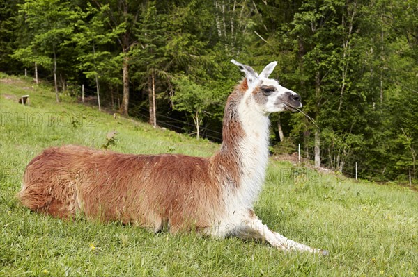 Llama