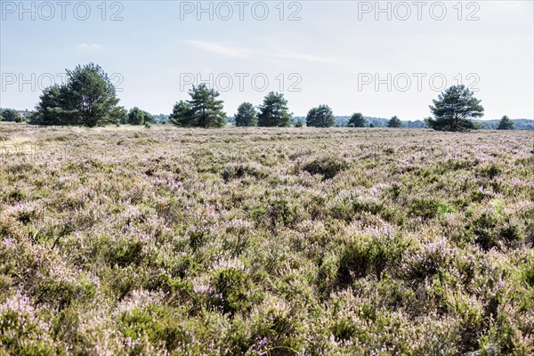 Common juniper