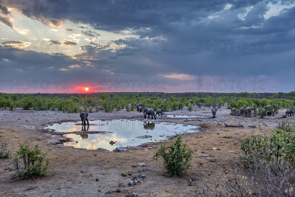 African elephants