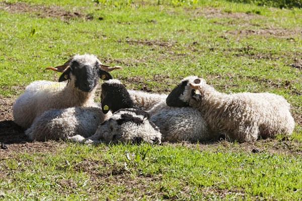 Valais black-nosed domestic sheep