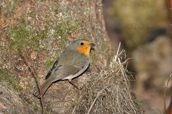 European robin